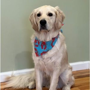 J.Crew Printed Dog Bandana - Lobster